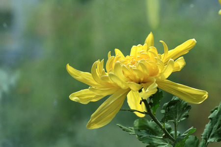 Chrysanthemumの写真素材