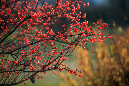Red beanの写真素材