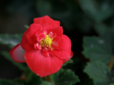 Flowerの写真素材