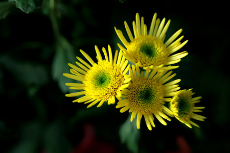 Close up to a yellow flowerの写真素材