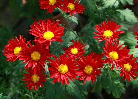 Close up to red flowersの写真素材