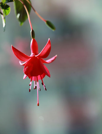 Close up to a red flowerの写真素材