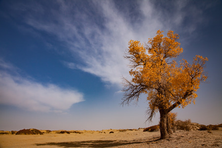 Nature Sceneryの写真素材