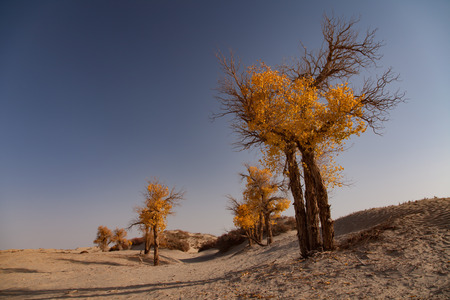 Nature Sceneryの写真素材