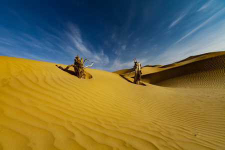 Desertの写真素材