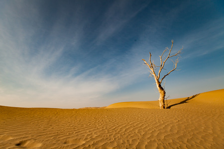 desertの写真素材
