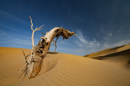 Desertの写真素材