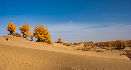 Desertの写真素材