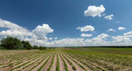 green Fieldの写真素材