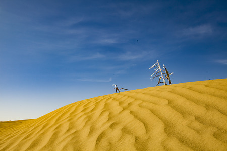 desertの写真素材