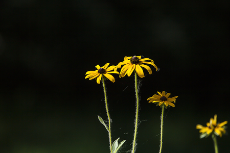 flowersの写真素材