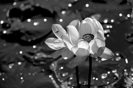 flowersの写真素材