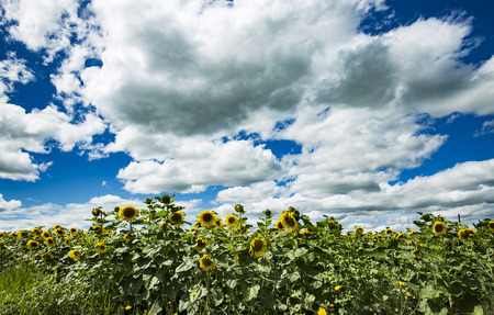 sunflower Sceneryの写真素材