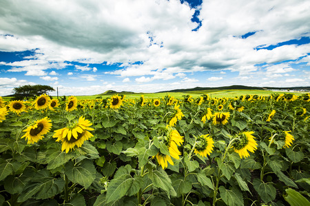 sunflower Sceneryの写真素材
