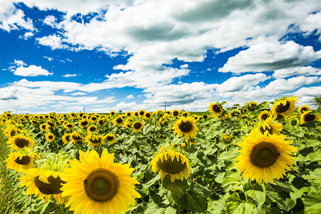 sunflower Sceneryの写真素材