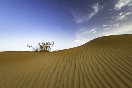 Desertの写真素材