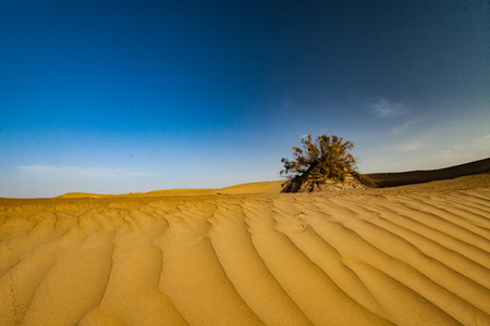 Desertの写真素材