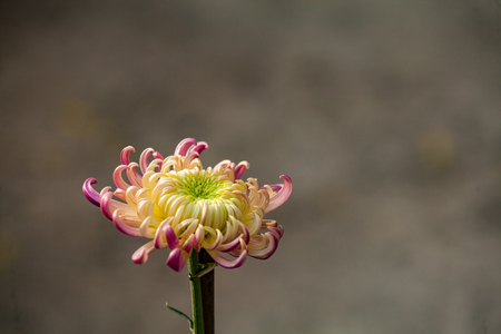 Chrysanthemumの写真素材