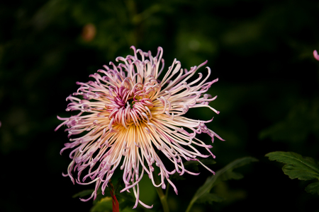 Chrysanthemumの写真素材