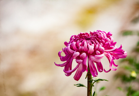 Chrysanthemumの写真素材