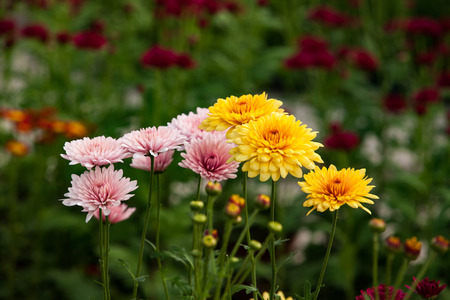 Chrysanthemumの写真素材