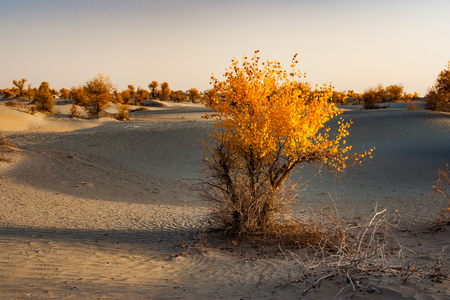 Landscape scenery view of a desert during autumnの写真素材
