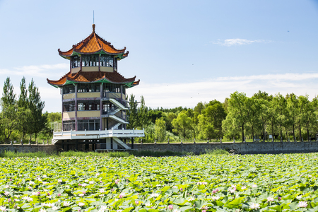lotus pond Sceneryの写真素材