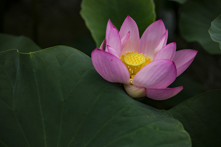 Lotus bloomingの写真素材