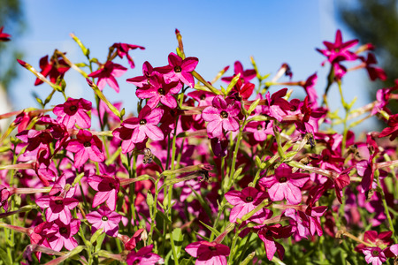 Flower close up viewの写真素材