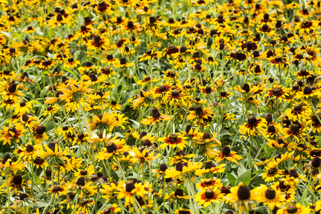 Sunflower fieldの写真素材