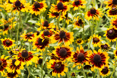 Sunflower fieldの写真素材