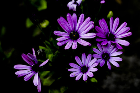 Close up view of purple flower
