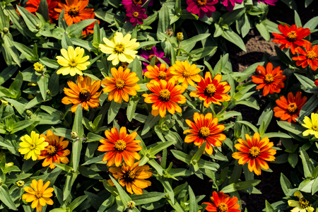 Flower field close up viewの写真素材