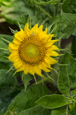 Sunflower close up viewの写真素材