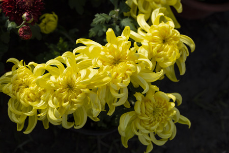 chrysanthemum