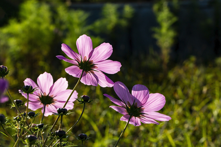 gesang flowersの写真素材