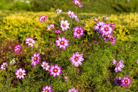 pink flowersの写真素材