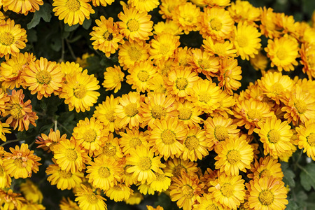 chrysanthemumの写真素材