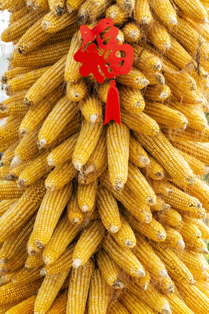 cornの写真素材
