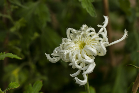 chrysanthemumの写真素材