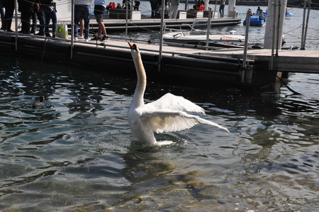 Swan flipping its wings in a lakeのeditorial素材