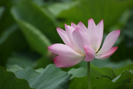 Shooting in China summer lotusの写真素材