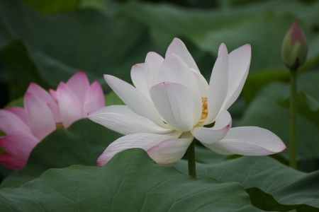 Shooting in China summer lotusの写真素材