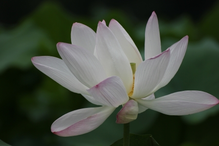 Shooting in China summer lotusの写真素材