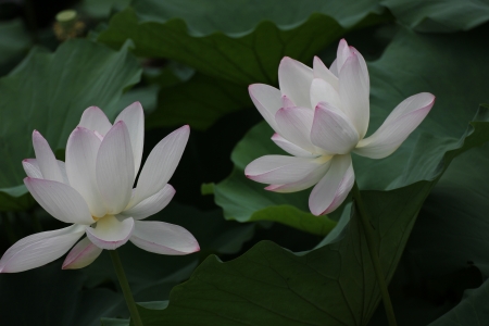 Shooting in China summer lotusの写真素材