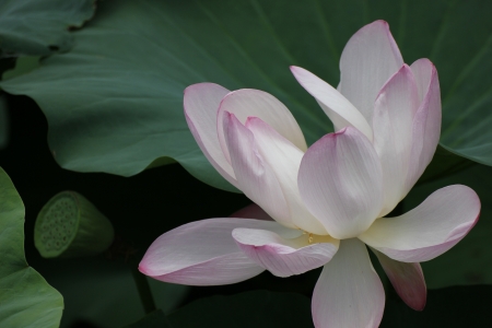 Shooting in China summer lotusの写真素材