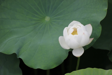 Shooting in China summer lotusの写真素材