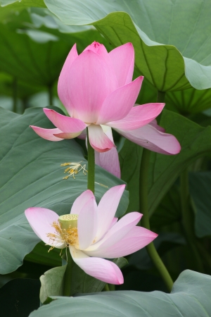 Shooting in China summer lotusの写真素材