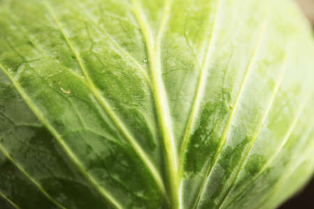 One large cabbage enlarged nearbyの写真素材