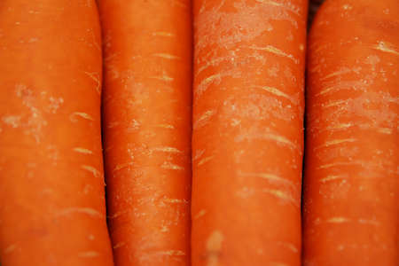 Multiple large carrots enlarged nearbyの写真素材